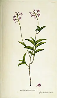 Epidendrum: Epidendrum elongatum, orchid