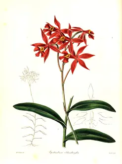 Epidendrum: Epidendrum macrocarpum orchid