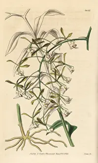 Epidendrum: Epidendrum paniculatum orchid
