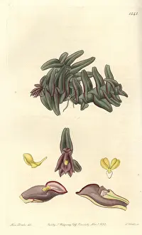 Epidendrum: Epidendrum schlechterianum orchid