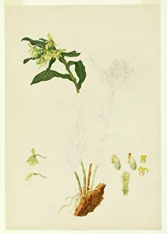 Bauer: Epidendrum sp. orchid