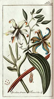 Vanilla: Epidendrum Vanilla L