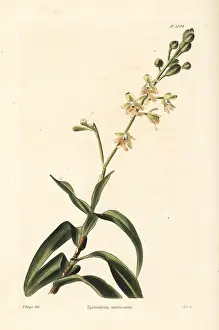 Shotter: Epidendrum verrucosum