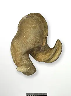 Bivalve: Epidiceras speciosum (Munster), internal cast of bivalve