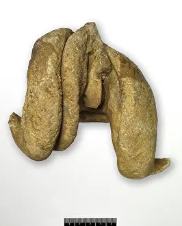 Bivalve: Epidiceras speciosum (Munster), internal cast of bivalve