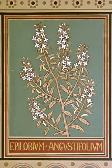 Myrtales: Epilobium angustifolium, fireweed