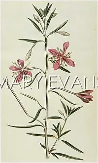 Narrowest: EPILOBIUM ANGUSTISSIMUM