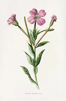 Epilobium: EPILOBIUM HIRSUTUM