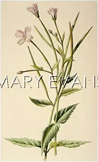 Epilobium: EPILOBIUM MONTANUM