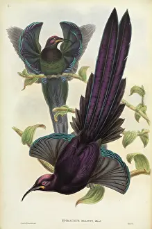Melanesia: Epimachus ellioti, elliot's sicklebill