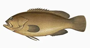Perch: Epinephelus marginatus, or Dusky Perch