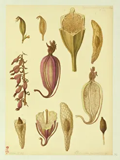 Bauer: Epipactis palustris, marsh helliborine