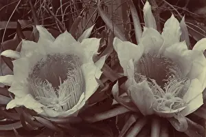 Invasive: Epiphyllum chrysocardium