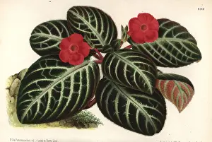 Reptans: Episcia reptans foliage plant