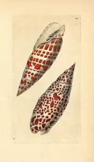 Mitra: Episcopal miter (upper) and Papal Miter (lower)