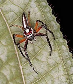 Araneae: Epocilla aurantiaca, jumping spider