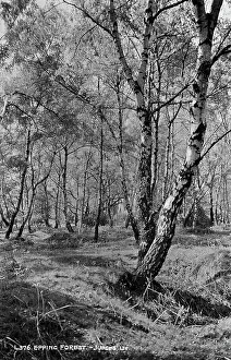 Filters: Epping Forest