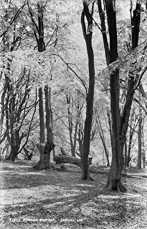 Filters: Epping Forest