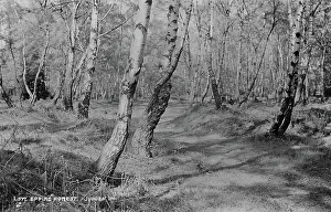 Imagine: Epping Forest