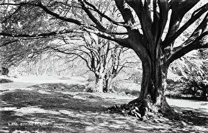 Sprawling: Epping Forest