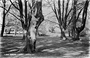 Dappled: Epping Forest