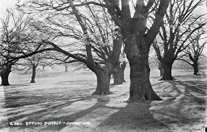 Sprawling: Epping Forest