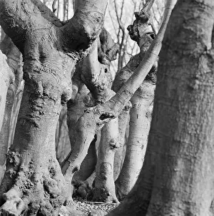 Gnarled: Epping Forest, Essex