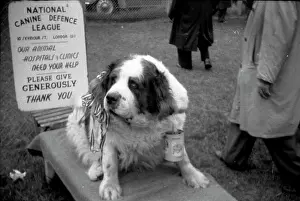 Epsom: Epsom Derby - 1954