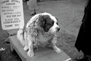 Grandstand: Epsom Derby - 1954