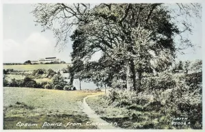 Downs: Epsom Downs, Surrey, viewed from Tadworth
