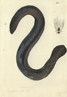 1754 1794: Eptatretus cirrhatus, broadgill hagfish