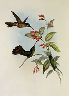 Equatorial: Equatorial Lilac-Throat, Phaiolaima Aequatorialis