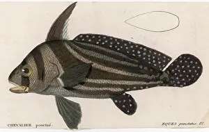 Punctatus: EQUES PUNCTATUS (FISH)