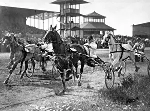 Trotter: Equestrian sport: trotting race