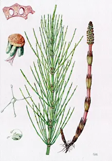 Arvense: Equisetum arvense