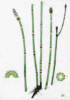 Equisetum: Equisetum Hyemale
