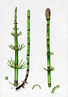 Equisetum: Equisetum limosum