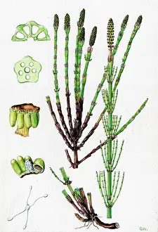 Equisetum: Equisetum palustre