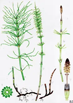 Equisetum: Equisetum pratense