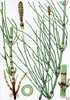 Equisetum: Equisetum Ramosissimum