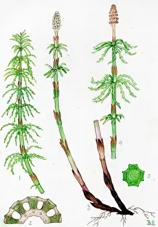Equisetum: Equisetum sylvaticum