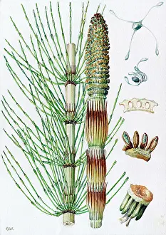 Equisetum: Equisetum telmateia