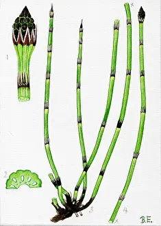 Equisetum: Equisetum trachyodon