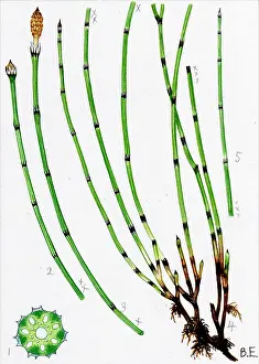 Variegated: Equisetum variegatum