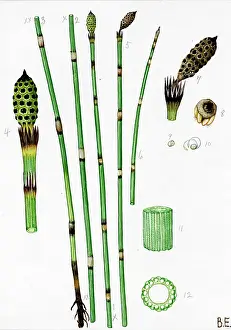 Equisetum: Equisetum x moorei