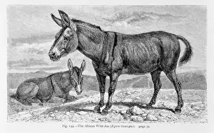 Chisholm: Equus asinus, African wild ass