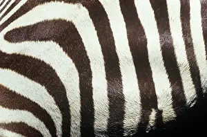 Hippomorpha: Equus burchelli, Burchell's zebra