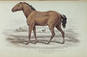 Hippomorpha: Equus caballus gomelini, tarpan
