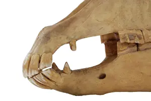 Hippomorpha: Equus caballus, horse