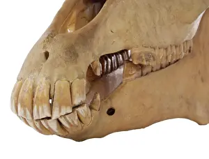 Hippomorpha: Equus caballus, horse
